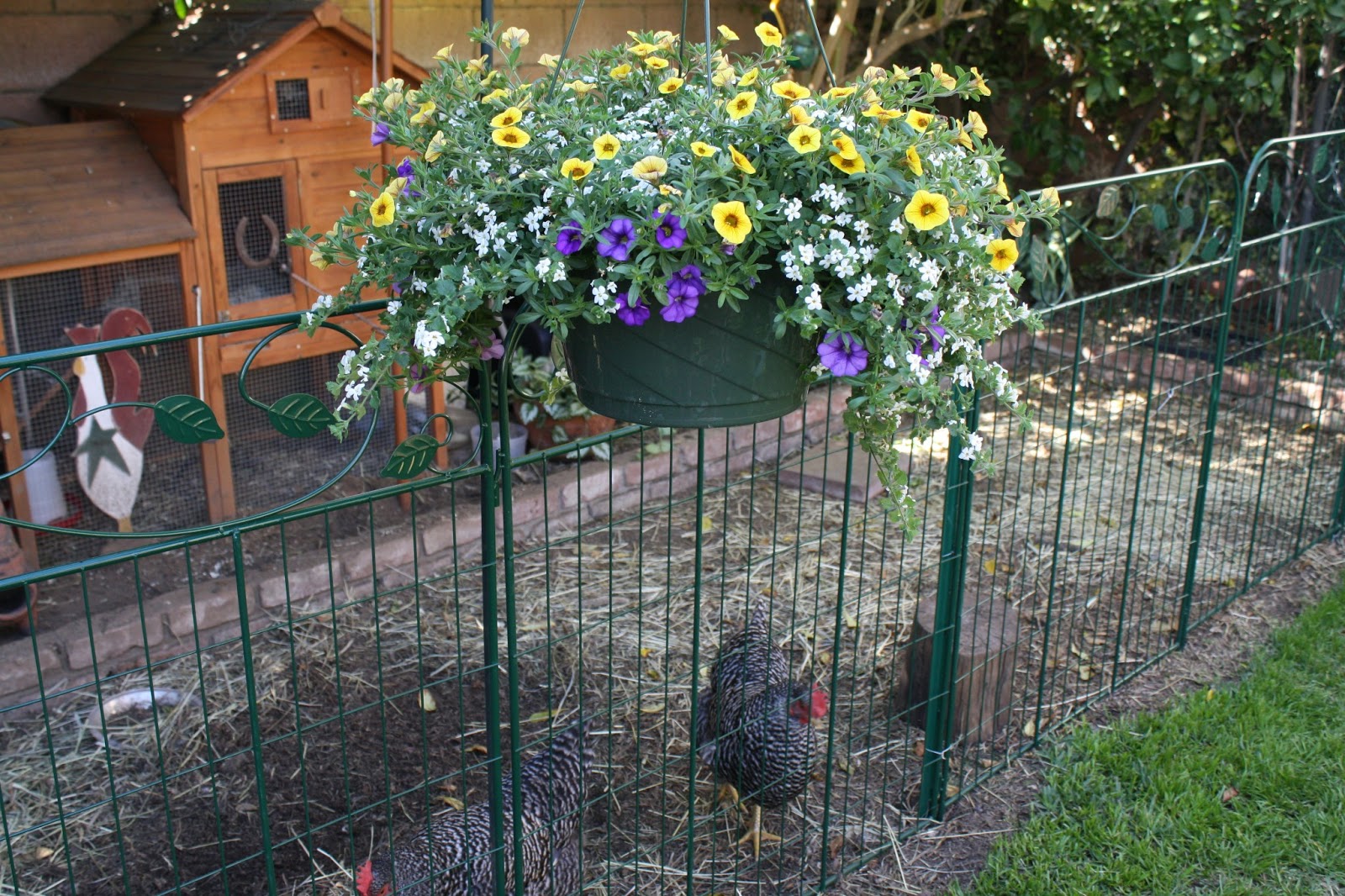 Sunny Simple Life The New Chicken Fence